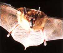 bat flying